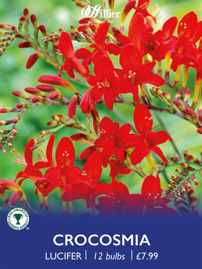 Crocosmia Lucifer Bulbs 8718641997413 2